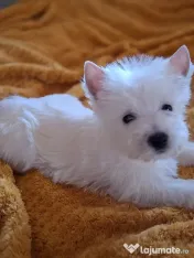 Pui rasa Westie disponibili 