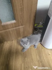 British shorthair pui