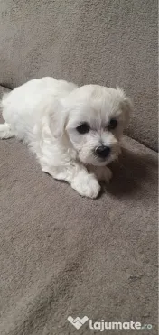 Bichon maltez 