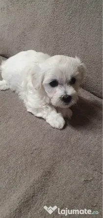 Bichon maltez