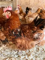 Găini rasă mixtă Hubbard