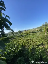 Teren de vanzare, 8 arii la 10 minute de Bistrita