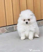 Pomeranian