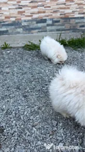 Pomeranian