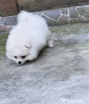 Pomeranian