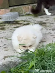 Pomeranian