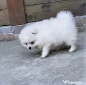 Pomeranian