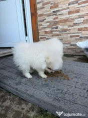 Pomeranian