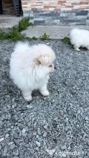 Pomeranian