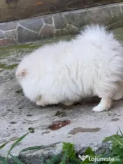Pomeranian
