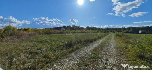 Refugiu la marginea padurii — 1000 mp de liniste in Coc...