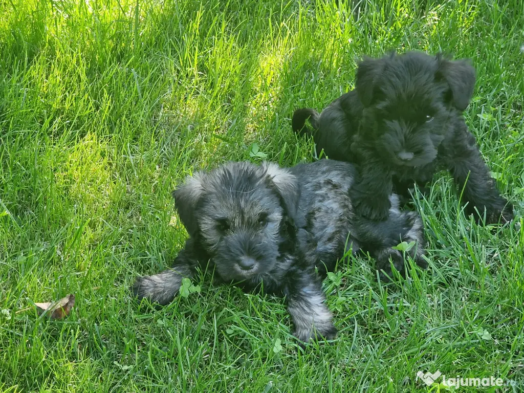 Schnauzer pitic pregătiți pt. o noua familie-adoptie