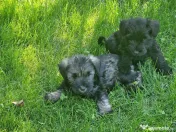 Schnauzer pitic pregătiți pt. o noua familie-adoptie