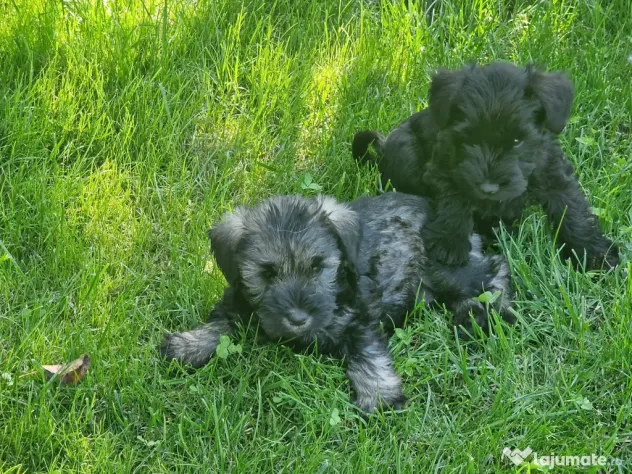 Schnauzer pitic pregătiți pt. o noua familie-adoptie