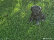 Schnauzer pitic pregătiți pt. o noua familie-adoptie