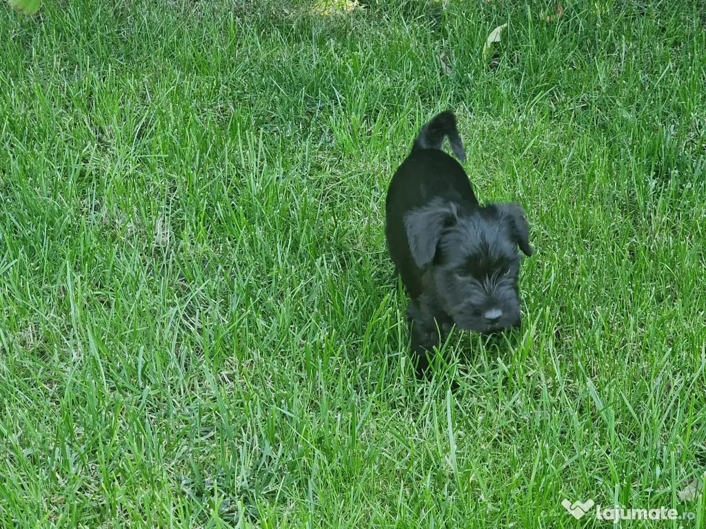 Schnauzer pitic pregătiți pt. o noua familie-adoptie
