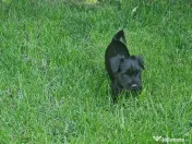Schnauzer pitic pregătiți pt. o noua familie-adoptie