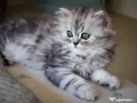pui British Longhair