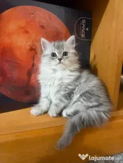 Pui british longhair 