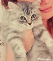 Pui british longhair 