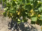 Vând vin 100% natural demisec și sec diverse sortimente
