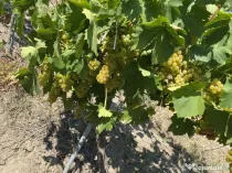 Vând vin 100% natural demisec și sec diverse sortimente