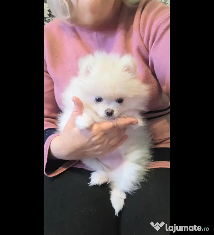 Pomeranian Mini Toy alb imaculat