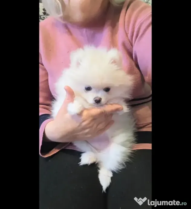 Pomeranian Mini Toy alb imaculat