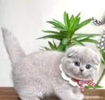 Scottish fold de excepție