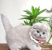 scottish fold de excepție