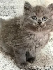 Puiuți pisica Siberiana Hipoalergenica disponibili – pedigree WCF
