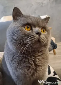 British shorthair blue