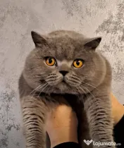 British shorthair blue 