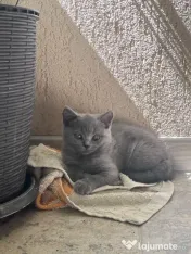 British shorthair blue 