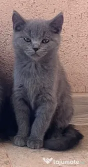 British shorthair blue 