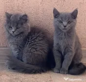 British shorthair blue 