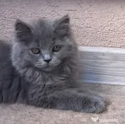 British shorthair blue 