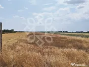 Teren intravilan de vanzare, 3000 mp in Gepiu, Bihor 