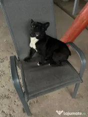 Vând bulldog francez pui