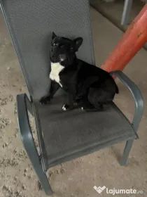 Vând bulldog francez pui