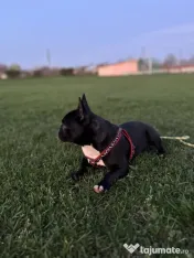 Vând bulldog francez pui