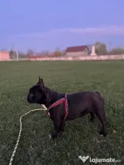 Vând bulldog francez pui