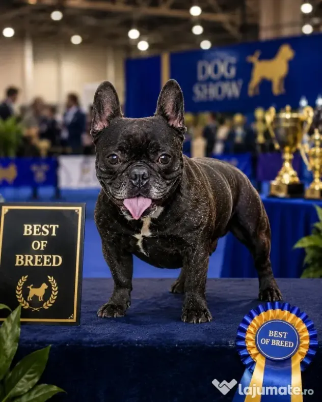 Mascul Bulldog Francez