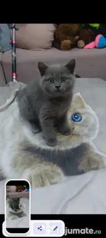 Pui british shorthair