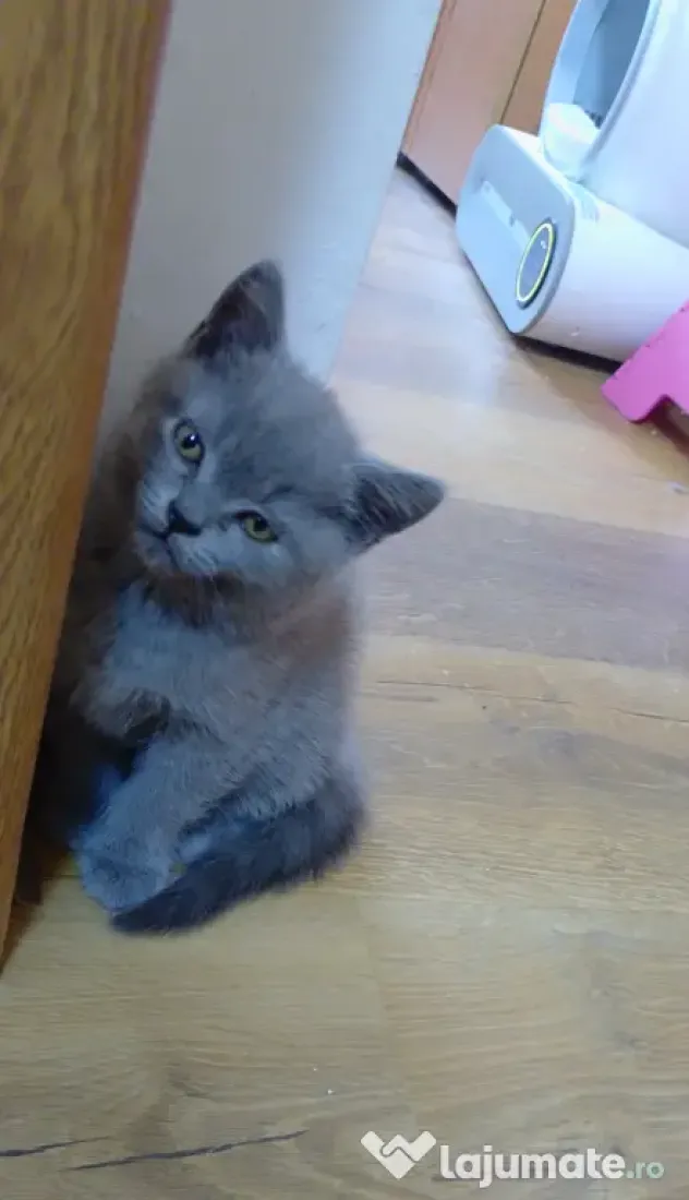 Pui british shorthair