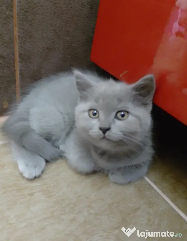 Pui british shorthair