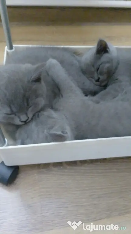Pui british shorthair