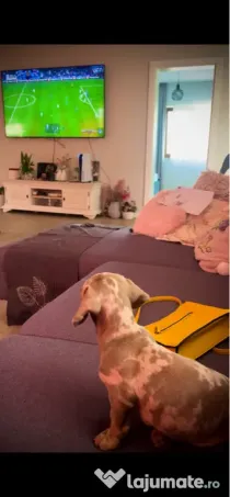 Căței Teckel Dachshund