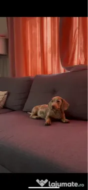 Căței Teckel Dachshund