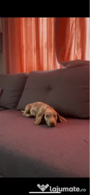 Căței Teckel Dachshund